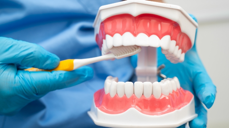 Dental model being brushed, showing the link between oral health and overall health.